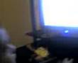 videos de LIL D on myspace