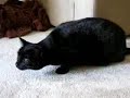 Dave's feline asthma attack #1