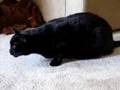 Dave's feline asthma attack #1