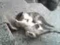 Discovery Channel v4 Discovery Channel v4