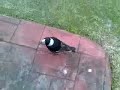 Cheeky Magpies