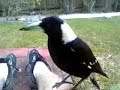 Cheeky Magpies