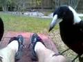 Cheeky Magpies