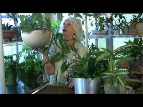 how to provide drainage for potted plants