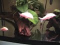 corys persecucion.wmv