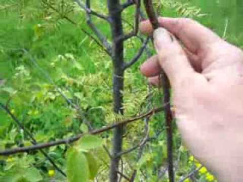 how to transplant thyme