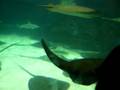 Stingrays at the Ripley's Aquarium.