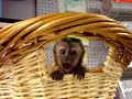 Baby Monkey Sings (part 3)