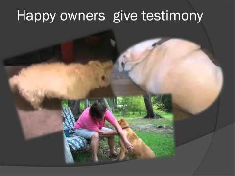 how to treat hip dysplasia in dogs