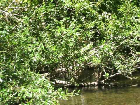 Another View of the San Lorenzo River in Pogonip Park, Santa Cruz County, California JD Deal Videos
