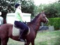 paarden