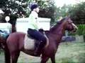 paarden