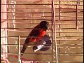 carduelis cucullata