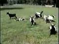 Funny-Goats