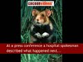 Raggot The Hamster AFP Forbidden News Bulletin
