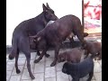 Kelpiehvalpe 110508 - Kelpie puppies 110508 Kelpiehvalpe 110508 - Kelpie puppies 110508