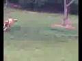 videos de Caçador mor