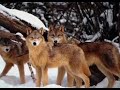 The Moon Song (Wolves)