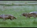 the moon song  wolves 