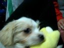 Dogbook Movie: First Day Home