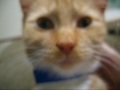 videos de Tigra Purring - Adopted!