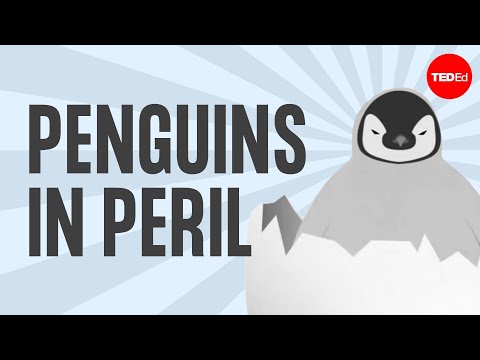 Lesson 02. The popularity, plight and poop of penguins Thumbnail