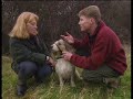How to stop your dog pulling his lead - Barking Mad - BBC Pets How to stop your dog pulling his lead - Barking Mad - BBC Pets