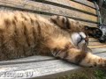 ベンチで目覚めるツネオ君♪ wake up tsuneo