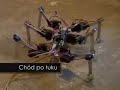 Robot krocz?cy (polish ver.) Robot krocz?cy (polish ver.)