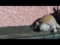 Tortue d\