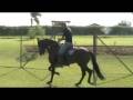 Torneiro Solar - Marchador - Haras da Gaia