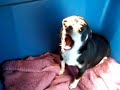 mimi the chihuahua howling
