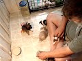 chihuahua puppies