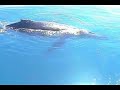 Sail Fraser Island with Shayla Sailing  Cruises