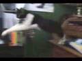 Salto del gato