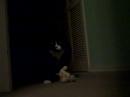 The Cats Meow at Midnight The Cats Meow at Midnight