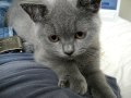 Frank the British Shorthair Kitten
