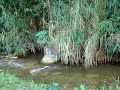 Sons da natureza - Ribeir�o Sert�o