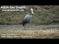 ???????(Hooded crane) HD1280x720p EOS 5D Mark II sample movie ???????(Hooded crane) HD1280x720p EOS 5D Mark II sample movie