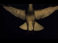 White dove