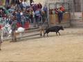 videos de Un taureau saute dans les gradins et s'échappe !!