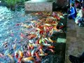 Pirannha Koi