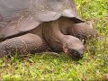 Tortues g�antes des Galapagos