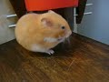 caida extrema de lucky!