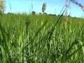 Skane