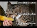 Cameras for Cats