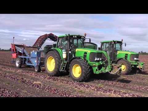 how to harvest red onions