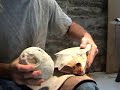 Spalling raw chunk of chert