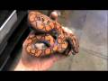 Watch 'Reptiles-TV Contest Entry (Brazilian Rainbow Boa)'