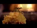 Miele Professional -- Commercial German Appliances